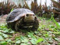 Turtle Eiongate TortoiseÃ¯Â¼ËIndotestudo elongataÃ¯Â¼â°